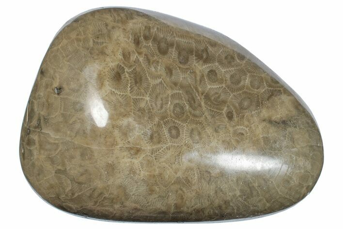 Large, Polished Petoskey Stone (Fossil Coral) - Michigan #271874